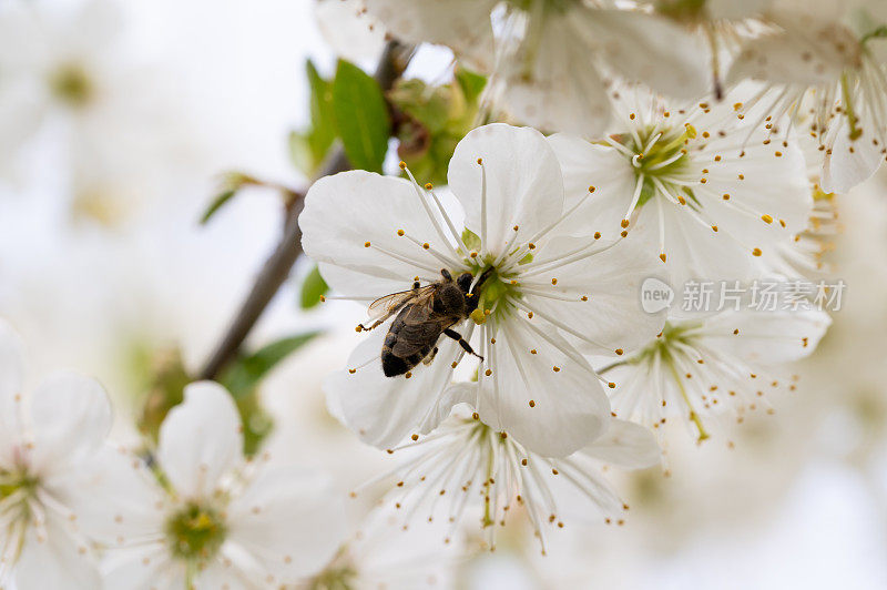 酸樱桃(Prunus cerasus)树在花园里与授粉的蜜蜂一起开花